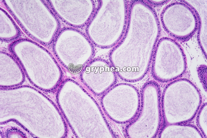 Epididyme testicule de Cobaye x25 - gryphea.com